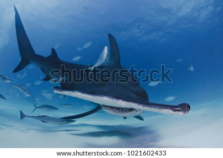 Hammerhead Shark Facing towards You in Clear Waters of Bahamas Royalty-Free Stock Photo #1021602433