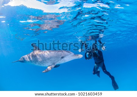 Underwater Photographer with Friendly Dolphin in Clear Waters of Bahamas Royalty-Free Stock Photo #1021603459