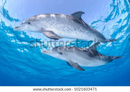 Pair of Friendly Dolphins Posing in Clear Waters of Bahamas Royalty-Free Stock Photo #1021603471
