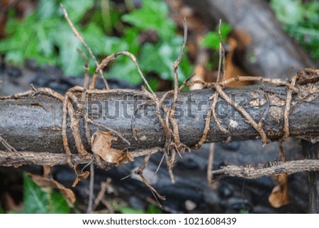 close up of trunk of the tree entwined the vine against nature background