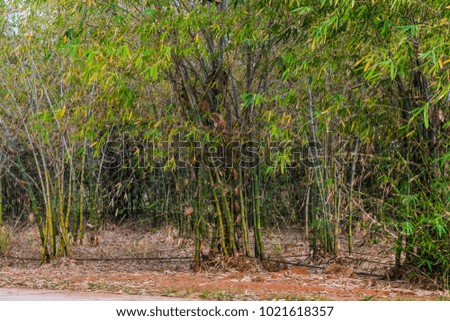 Foothpath in Asian Bamboo Forest