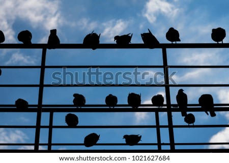 Silhouette of a birds sitting on handrails
