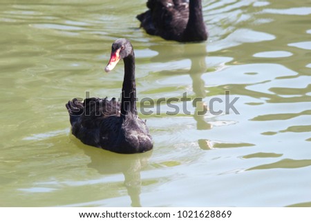 The beautiful black swan swims in a pond very gracefully
