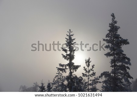 Foggy and mystical forest in Finland. Wintry landscape. Sunrise or moon shine in the background.