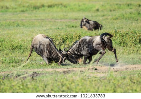 The wildebeests, also called gnus, are a genus of antelopes, scientific name Connochaetes. They belong to the family Bovidae