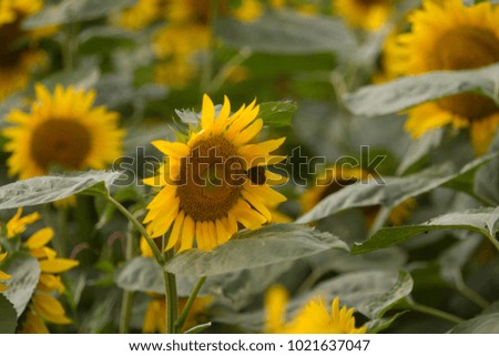 Sunflower, sunflower of Memanbetsu, scenery of Hokkaido