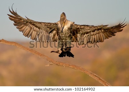 A close up portrait of Reed Cormorant lands on a perch with open spread wings against a smooth brown background in golden light in the Pilanesberg National Park, South Africa. Royalty-Free Stock Photo #102164902