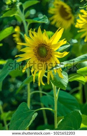 Sunflower in The park, Thailand.