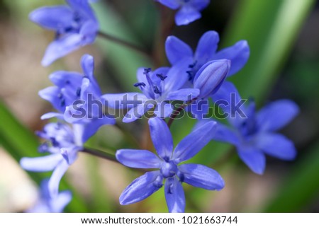 Blue flowers of the Scilla Squill blooming in April. Bright spring flower of Scilla Bifolia closeup - Bluebells in a spring forest, macro shot with green soft light and blurred background.