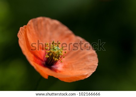 This is a picture of poppies which bloomed in the field.