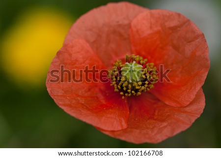 This is a picture of poppies which bloomed in the field.