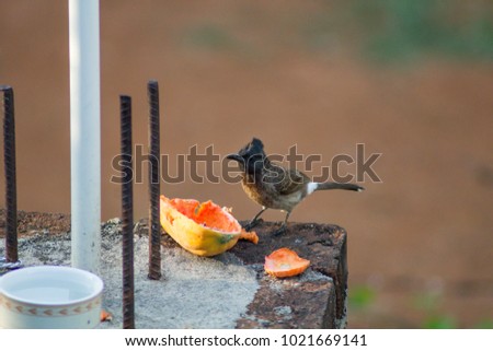 Red vented Bulbul eating fruit