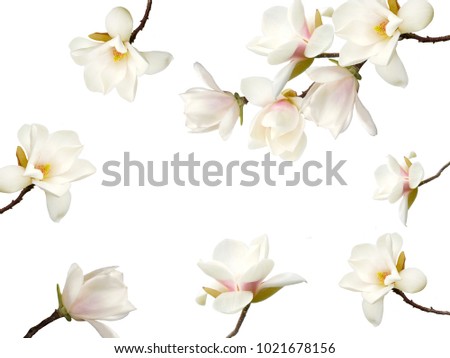 White magnolia flower isolated on white background.