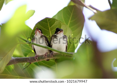 Selective focus picture at two little birds are on branch under green leaves of tree