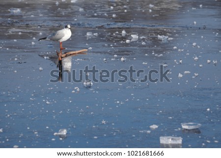 Gull, ice cover on an icebound lake 