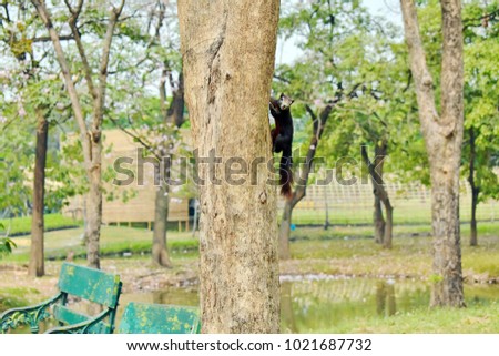 Cute squirrel on tree look at me when I shooting picture at park, cute animal in nature is environmentally friendly  
