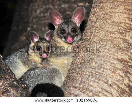 Australian common brush tailed possum with baby, Townsville, North Queensland, Australia Royalty-Free Stock Photo #102169096