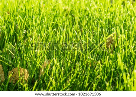 A background with green grass blades and copy space for text