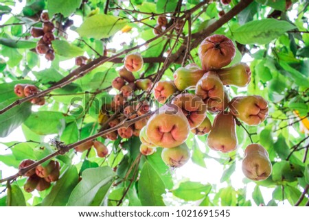 Fresh Rose Apple or Syzygium (Wax apple, Java apple) are growing on the tree in the organic garden
