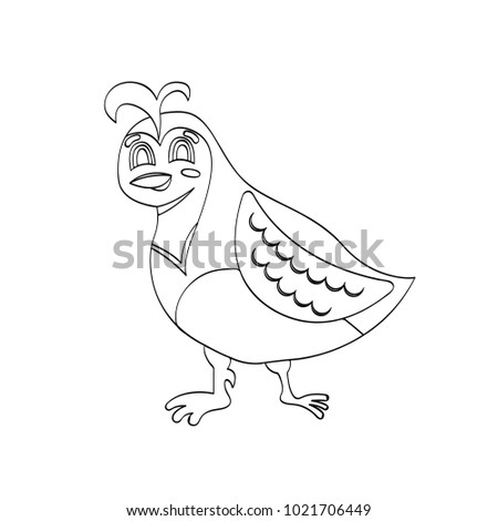 Vector illustration of cartoon quail bird for kids drawing. Educational children outline painting game.