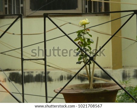 Rose flower. Flower bush roses in a clay pot on the balcony. Cozy and cute photo of a home balcony decoration.
Plant of gardening. Plants, plant.