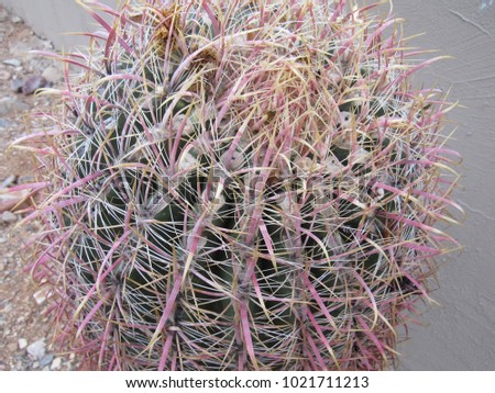 Ferocactus cylindraceus, also known as California Barrel Cactus, Miner's Compass, or Desert Barrel Cactus 
