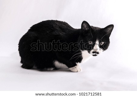Black and white cat posing