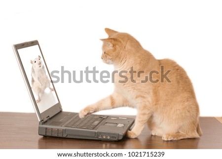 Sick sits on an old laptop and looks at animal pictures