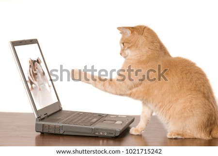 Sick sits on an old laptop and looks at animal pictures