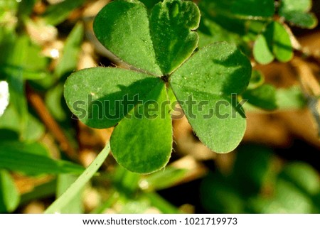 Macro of clover leaf.