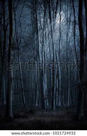 Dark Creepy Forest At Night With Moon Shining