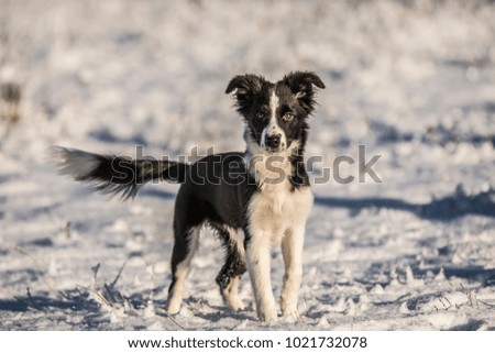 Winter outdoor photo seassion of young border collie