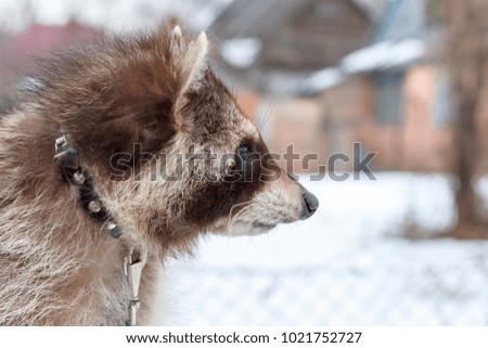 portrait of a raccoon on a leash in the winter day