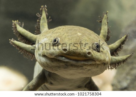 Axolotl Mexican detail on head. Royalty-Free Stock Photo #1021758304