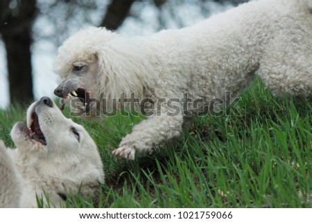 white miniature poodle and Central Asian sheepdog
