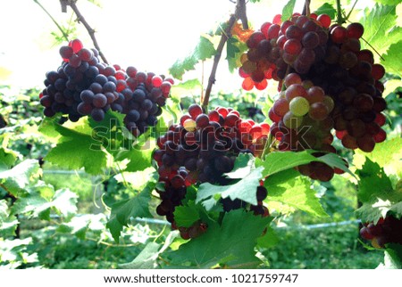 Nature scene of grape fruit at grape farm or Vineyard 