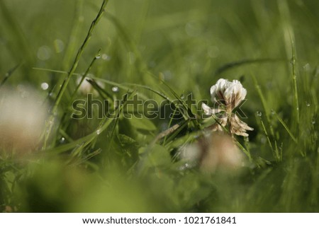 Clover flower with dew drops in the grass