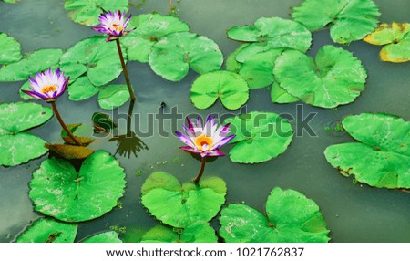 A picture of a water lily flower blooming in a pond