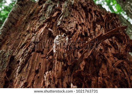 Rotten tree in the forest, Mount Rainier National Park