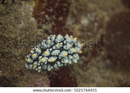 underwater detail - macro shot of one white, black and yellow nudie branch sitting on a coral reed - Phyllidia on a sea bottom