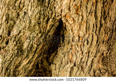 Old tree tamarind bark for textured background