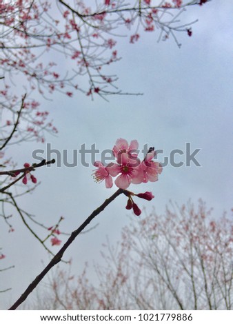 Images of the cherry bloom .