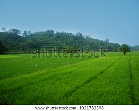 Beautiful Rice Paddy fields in Sri Lanka. 