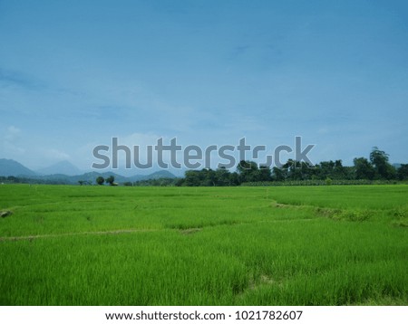 Beautiful Rice Paddy fields in Sri Lanka. 