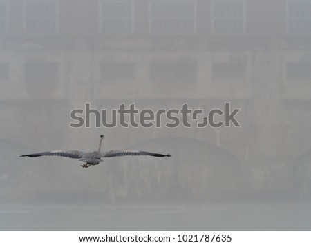 great Blue heron flying towards river dam