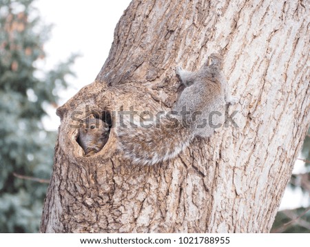 Squirrel going out of its house