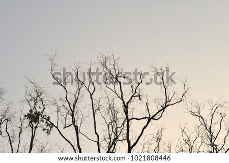 The dry branche tree stand alone and waiting for wither in sunset