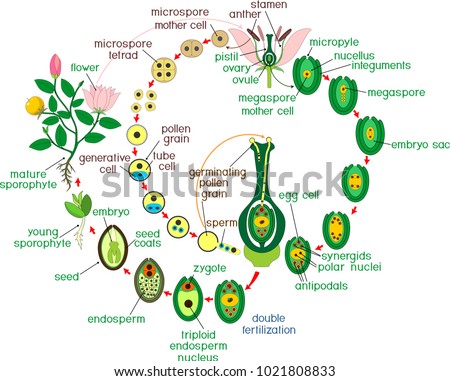 Angiosperm life cycle. Diagram of life cycle of flowering plant with double fertilization and titles Royalty-Free Stock Photo #1021808833