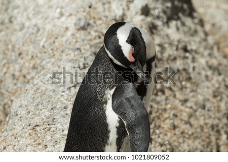A napping penguin in South Africa