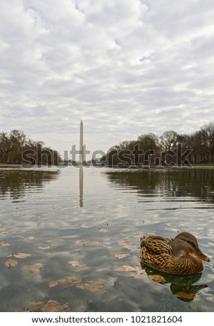 A mallard swim across the reflecting pool, with a backdrop of the Washington Memorial, in Washington DC.